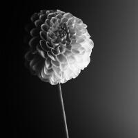 EXPO: Portfolio Reviews with Padma Inguva 12