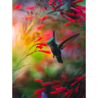 EXPO: Portfolio Reviews with Bobby Stormer 10