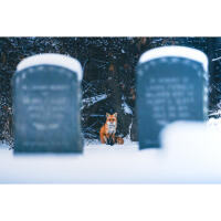 EXPO: Portfolio Reviews with Bobby Stormer 11