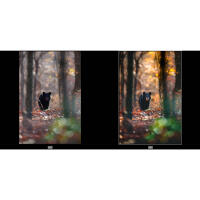 EXPO: Lightroom Photo Editing for Nature and Wildlife with Bobby Stormer 1