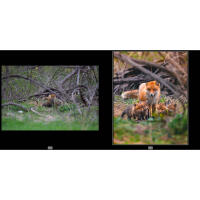 EXPO: Lightroom Photo Editing for Nature and Wildlife with Bobby Stormer 4