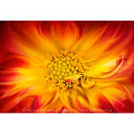 EXPO: Creative Macro Photography with Jamie Davidson (AIP) 1