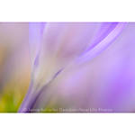 EXPO: Creative Macro Photography with Jamie Davidson (AIP) 2