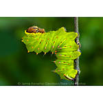 EXPO: Creative Macro Photography with Jamie Davidson (AIP) 3