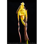 EXPO: Creative Macro Photography with Jamie Davidson (AIP) 4