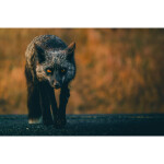 EXPO: Photographing Foxes with Bobby Stormer 1