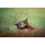 EXPO: Photographing Foxes with Bobby Stormer 2