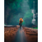 EXPO: Photographing Foxes with Bobby Stormer 3