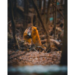 EXPO: Photographing Foxes with Bobby Stormer 4
