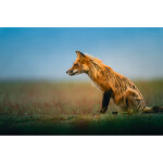 EXPO: Photographing Foxes with Bobby Stormer 5