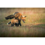 EXPO: Photographing Foxes with Bobby Stormer 6