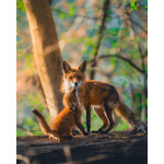 EXPO: Photographing Foxes with Bobby Stormer 7