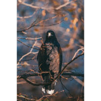 EXPO: East Coast Falcons Shoot with Bobby Stormer 3