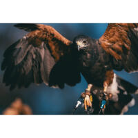 EXPO: East Coast Falcons Shoot with Bobby Stormer 4