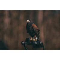 EXPO: East Coast Falcons Shoot with Bobby Stormer 5