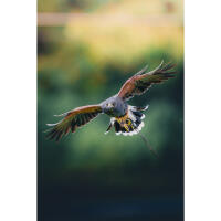 EXPO: East Coast Falcons Shoot with Bobby Stormer 9