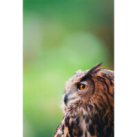 EXPO: East Coast Falcons Shoot with Bobby Stormer 1
