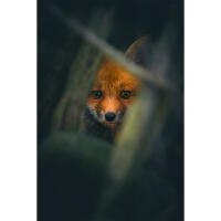EXPO: Wildlife Saved My Life with Bobby Stormer 1