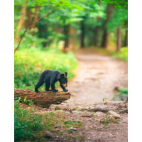 EXPO: Wildlife Saved My Life with Bobby Stormer 3