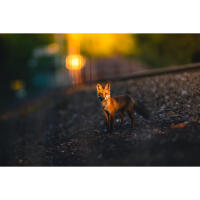 EXPO: Wildlife Saved My Life with Bobby Stormer 6