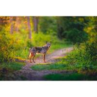 EXPO: Wildlife Saved My Life with Bobby Stormer 7