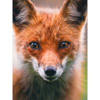 EXPO: Wildlife Saved My Life with Bobby Stormer 8