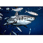 EXPO: Underwater with Ben Lowy (Sony) 1