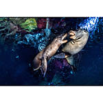 EXPO: Underwater with Ben Lowy (Sony) 4