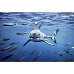 EXPO: Underwater with Ben Lowy (Sony) 5