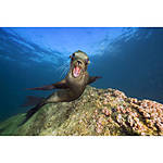 EXPO: Underwater with Ben Lowy (Sony) 6