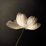 EXPO: Vintage Light Play with Caroline Jensen (Sony) 5