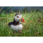 EXPO: Better Compositions for Landscape, Wildlife, and Travel with Joe Brady 2