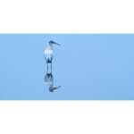 EXPO: Better Compositions for Landscape, Wildlife, and Travel with Joe Brady 5