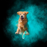EXPO: Disc Dogs in Action with Anabel DFlux (Sigma) 1