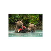EXPO: The Decisive Moment in Wildlife Photography w. David Akoubian (Tamron) 1