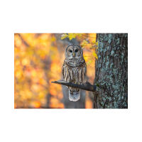 EXPO: The Decisive Moment in Wildlife Photography w. David Akoubian (Tamron) 3