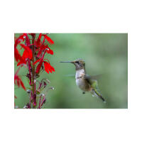 EXPO: The Decisive Moment in Wildlife Photography w. David Akoubian (Tamron) 5