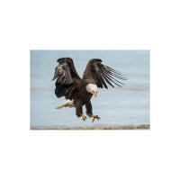 EXPO: The Decisive Moment in Wildlife Photography w. David Akoubian (Tamron) 6