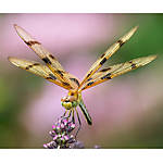 NJCS: Macro and Image Stacking Photography with Shiv Verma (Panasonic) 1