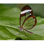 NJCS: Macro and Image Stacking Photography with Shiv Verma (Panasonic) 2