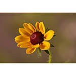 NJCS: Macro and Image Stacking Photography with Shiv Verma (Panasonic) 3