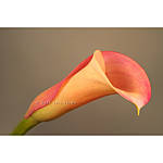 NJCS: Macro and Image Stacking Photography with Shiv Verma (Panasonic) 4