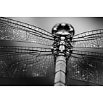 NJCS: Creative Camera Techniques for Storytelling with Kristi Odom (Nikon) 4