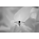 NJCS: Creative Camera Techniques for Storytelling with Kristi Odom (Nikon) 8