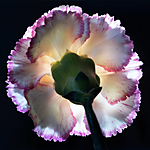 NJCS: Take Your Photography to the Next Level with Padma Inguva (AIP) 1