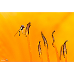 NJCS: Take Your Photography to the Next Level with Padma Inguva (AIP) 5