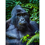 NJCS: The Learning Curve with Ralph Lee Hopkins (Olympus) 7