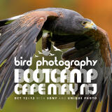 Bird Photography Bootcamp: Mastering Fast Action with Matt Kloskowski 0