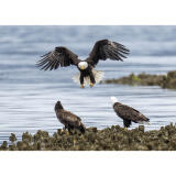 Bird Photography Bootcamp: Mastering Fast Action with Matt Kloskowski 1