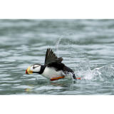 Bird Photography Bootcamp: Mastering Fast Action with Matt Kloskowski 2